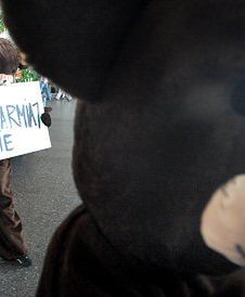 Misie protestują: przestańcie nas dokarmiać!