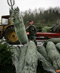 Choinki cuchnące rybą