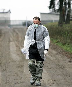 770 kg skażonego ptasią grypą mięsa w sklepach?