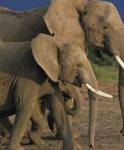 Stado słoni zaatakowało wieś