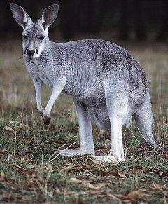 400 kangurów do odstrzału