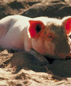 Przerażające wyniki kontroli polskich chlewni