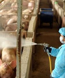 Nieludzko świński wirus