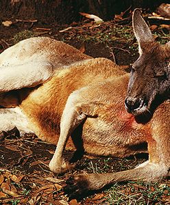15 kangurów uciekło z parku tematycznego we Francji