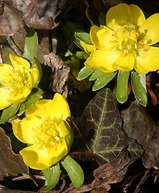 Pierwsze oznaki wiosny