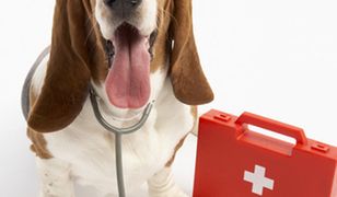 Pieskie życie bez weterynarza