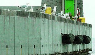 Ptaki nie przejmują się unijnymi inwestycjami