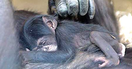 W krakowskim zoo przyszedł na świat szympansik