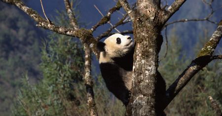 Wychowana w niewoli panda nie przetrwała na wolności