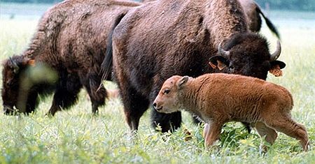 Ginie Puszcza Białowieska