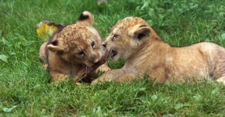 Zoo truje lwiątka, bo nie jest w stanie ich utrzymać