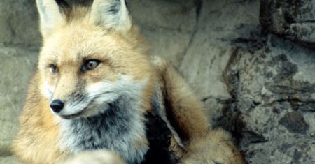 Lisom zdarzają się skoki w bok