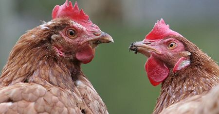Nowe ognisko ptasiej grypy na Mazowszu