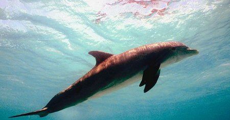 Mały delfinek butlonosy ma trzy matki