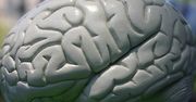 Internet zmienia mózg