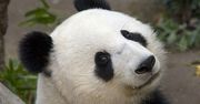 Panda z San Diego po raz czwarty zostanie mamą