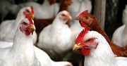 110 tysięcy uśpionych kur w ciągu jednej nocy