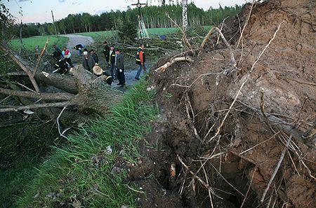 Zmarł 14-latek przygnieciony drzewem