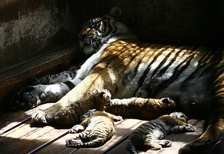 Tygrys w zoo zagryzł swojego opiekuna