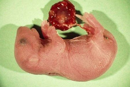 Brytyjscy naukowcy stworzą ludzko-zwierzęce embriony?