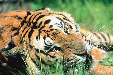 Populacja tygrysów w Indiach spadła o ponad połowę