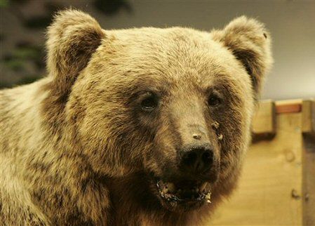 Wypchany niedźwiedź Bruno podkrada miód w muzeum