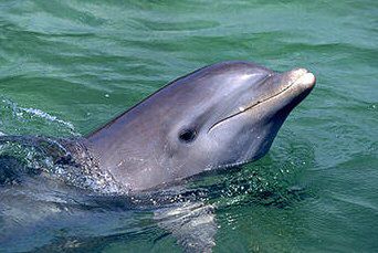 Delfin uratował dwa kaszaloty uwięzione na plaży