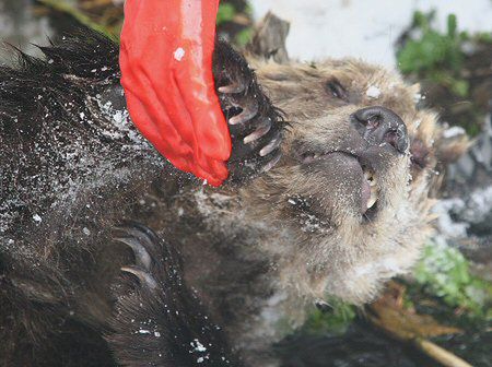 W Dolinie Chochołowskiej turyści zabili niedźwiadka