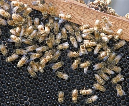 Pszczoły strzegły narkotyków w ulu