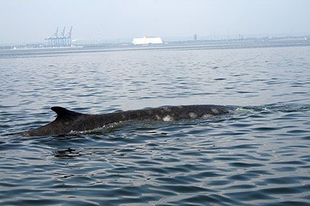 12-metrowy wieloryb pływa w wodach Zatoki Gdańskiej