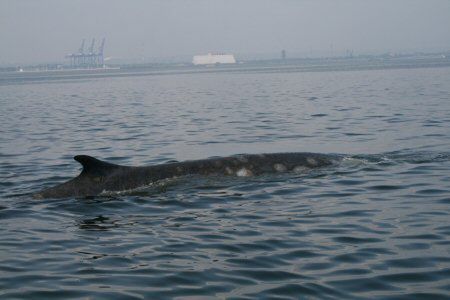 Wieloryb z Zatoki Gdańskiej to finwal