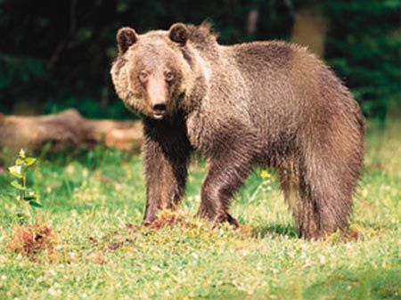 Niedźwiedź zabił człowieka w pobliżu centrum miasta