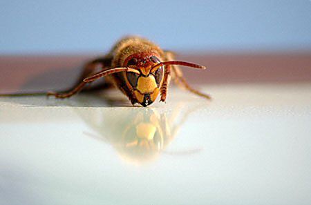 Naukowcy dadzą owadom po nosie