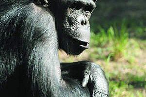 Sensacja u szympansów w gdańskim zoo