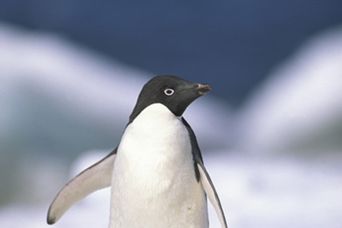 Pingwin pomógł w oświadczynach
