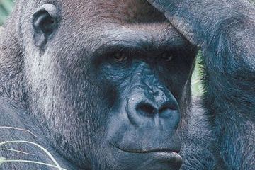 Czeska "pomoc" dla Afryki - siedem ton książek o gorylach