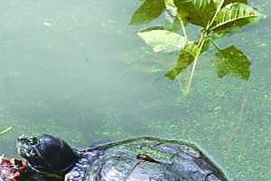 Amerykańskie żółwie żyją we Wrocławiu