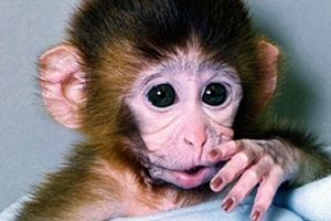 Bite małpki częściej wyrastają na bijących rodziców