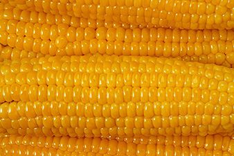 Polska stanie przed Trybunałem za zakaz uprawy GMO