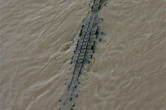Wojsko szuka kilkuset zbiegłych krokodyli