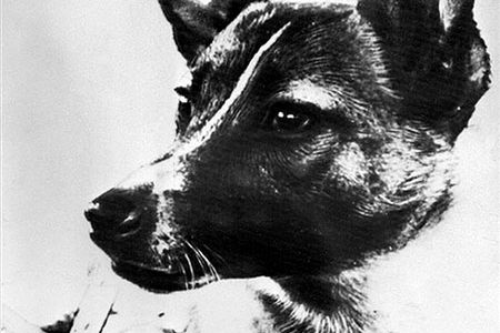 50. rocznica śmierci "kosmicznego" psa