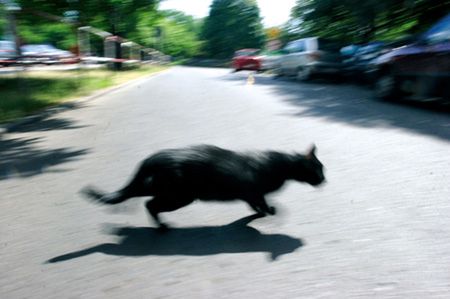 Czarny kot trzynastego w piątek