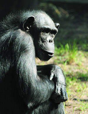 Sensacja u szympansów w gdańskim zoo