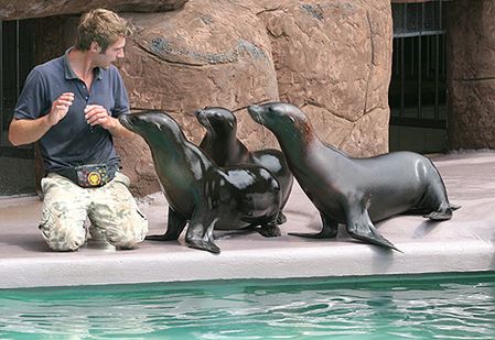 Co zabiło sympatyczne uchatki z opolskiego zoo?