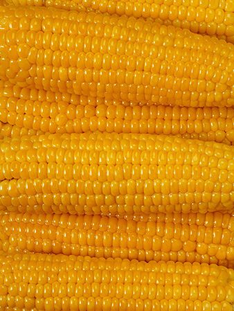 Polska stanie przed Trybunałem za zakaz uprawy GMO