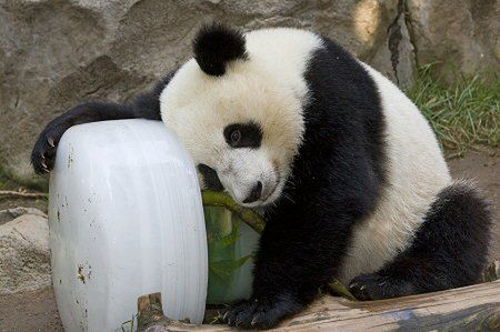 Panda zaatakowała dozorcę zoo - założono mu 100 szwów