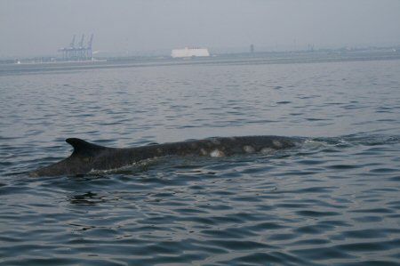 Wieloryb z Zatoki Gdańskiej to finwal