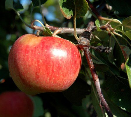 Sok z jabłek może hamować rozwój alzheimera