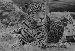 Warszawskie ZOO pożegnało jaguara. Niewiarygodne, ile miał lat
