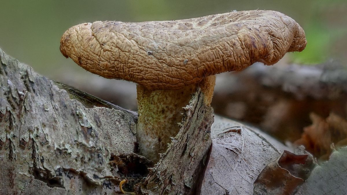 Olszówka to popularna nazwa krowiaka podwiniętego